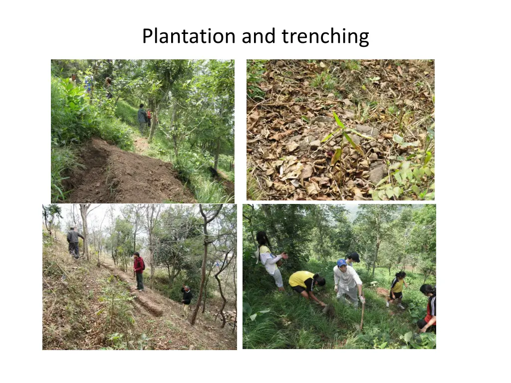 plantation and trenching