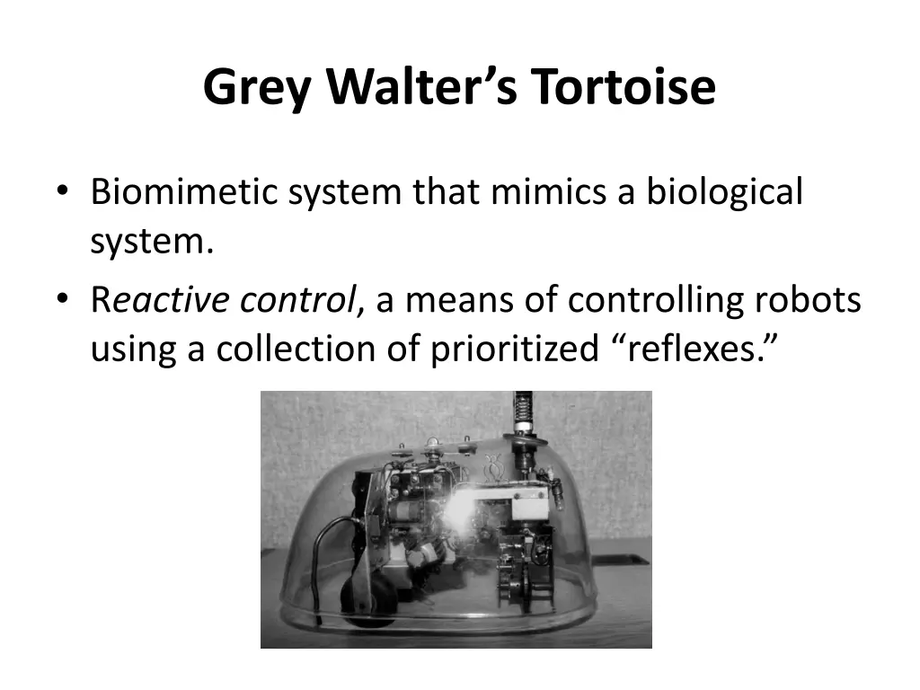 grey walter s tortoise