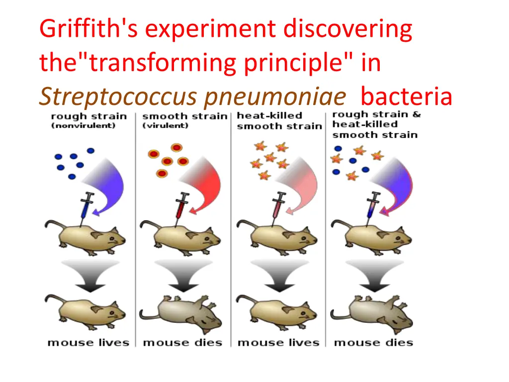 griffith s experiment discovering