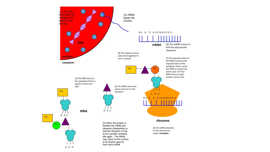 1 the dna transcribes its message into mrna