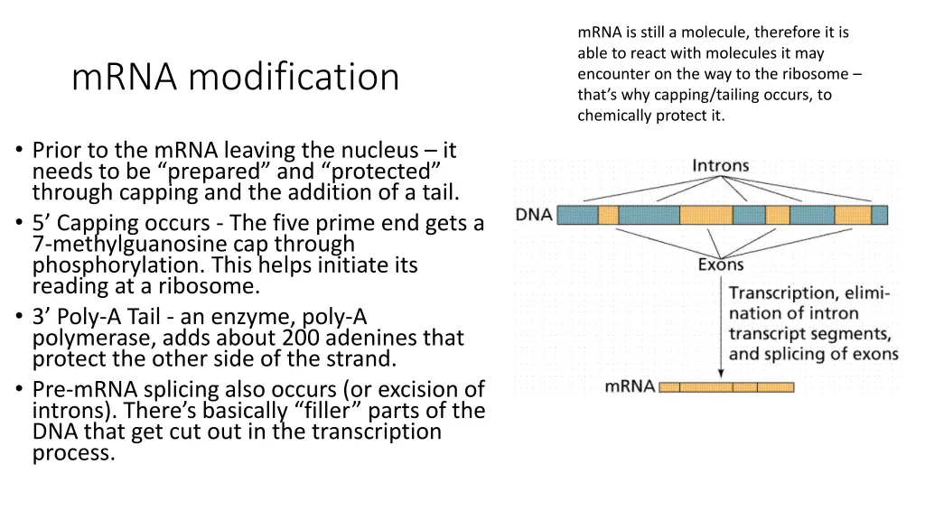 mrna is still a molecule therefore it is able 1