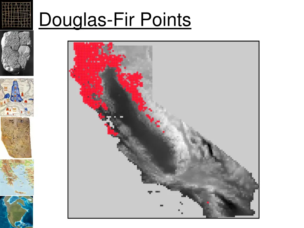 douglas fir points