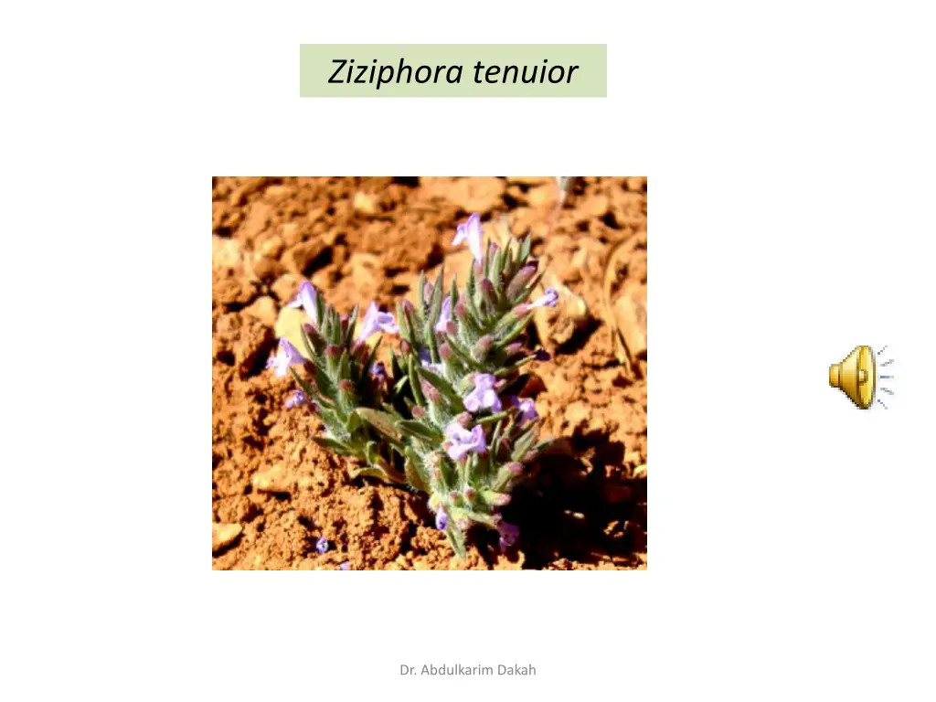 ziziphora tenuior