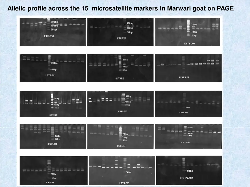 allelic profile across the 15 microsatellite