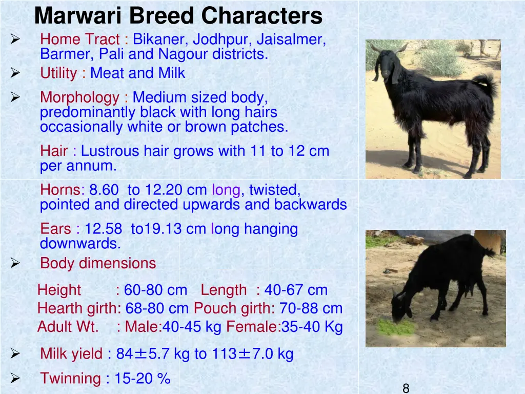 marwari breed characters