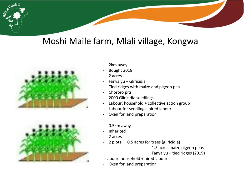 moshi maile farm mlali village kongwa 2