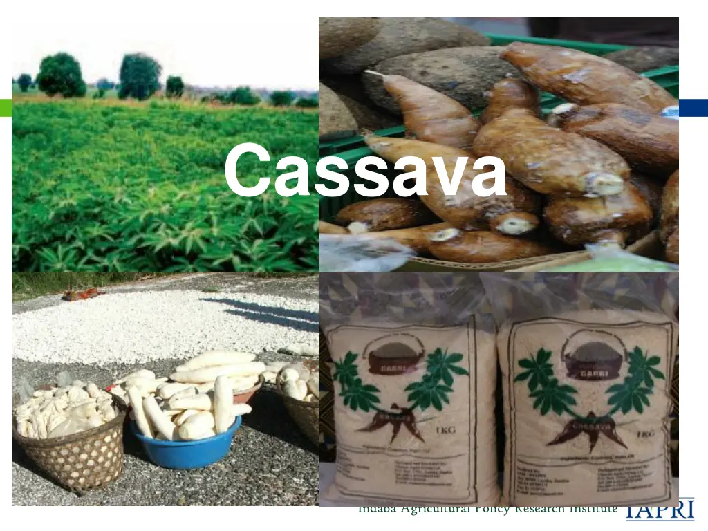 cassava