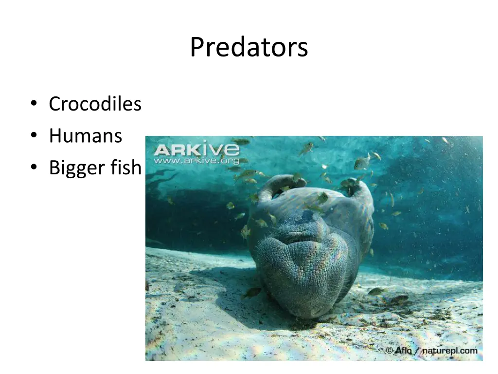 predators