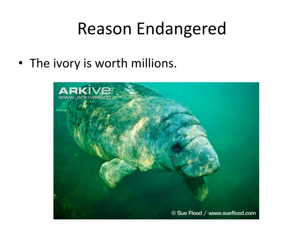 reason endangered