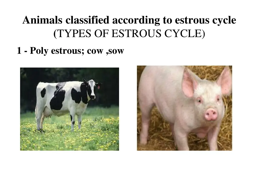 animals classified according to estrous cycle