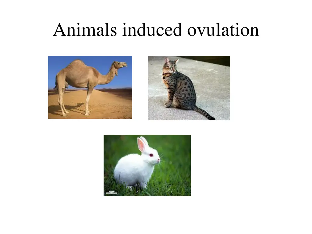 animals induced ovulation