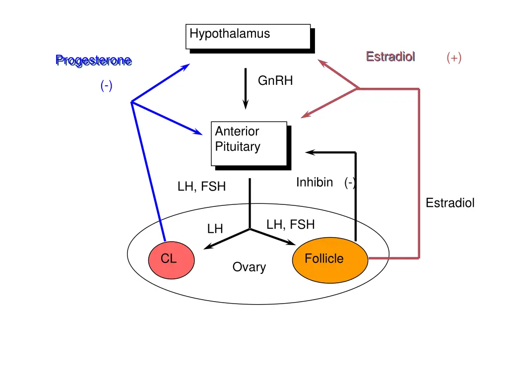 hypothalamus