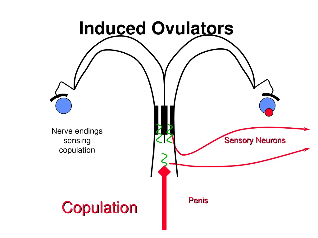 induced ovulators