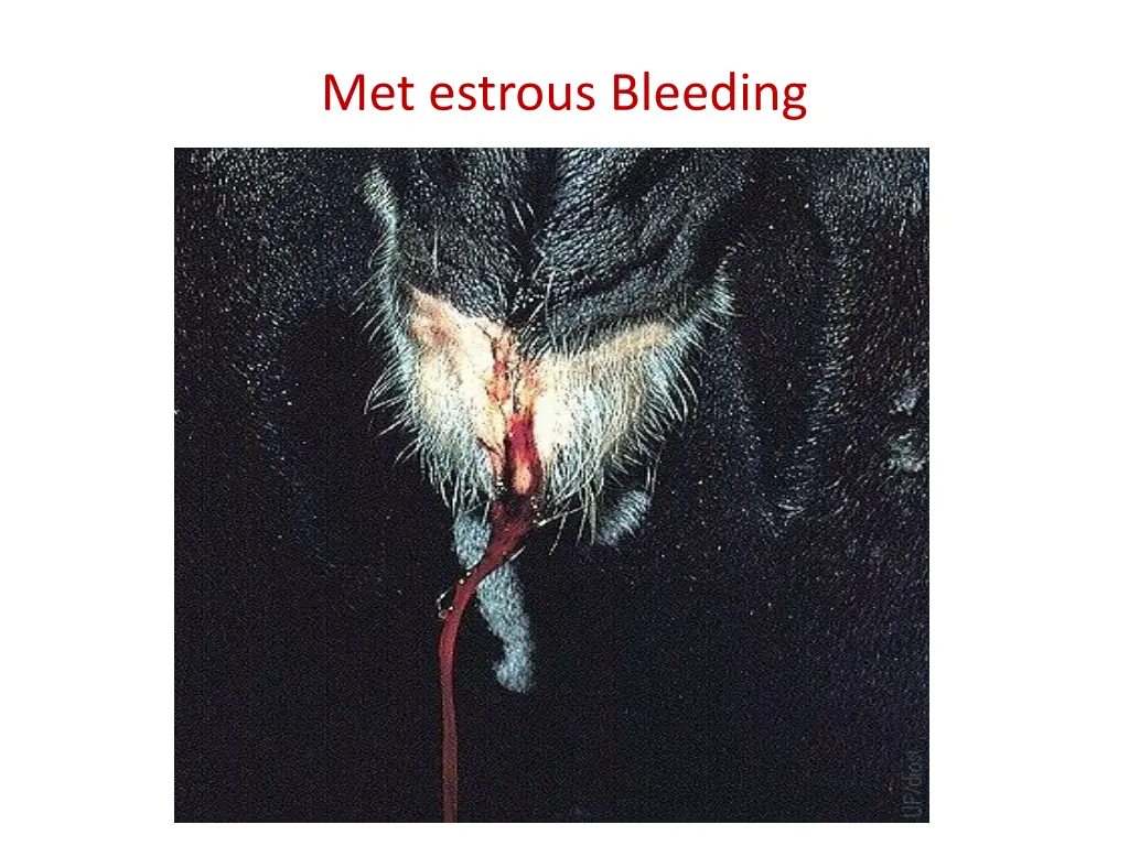 met estrous bleeding