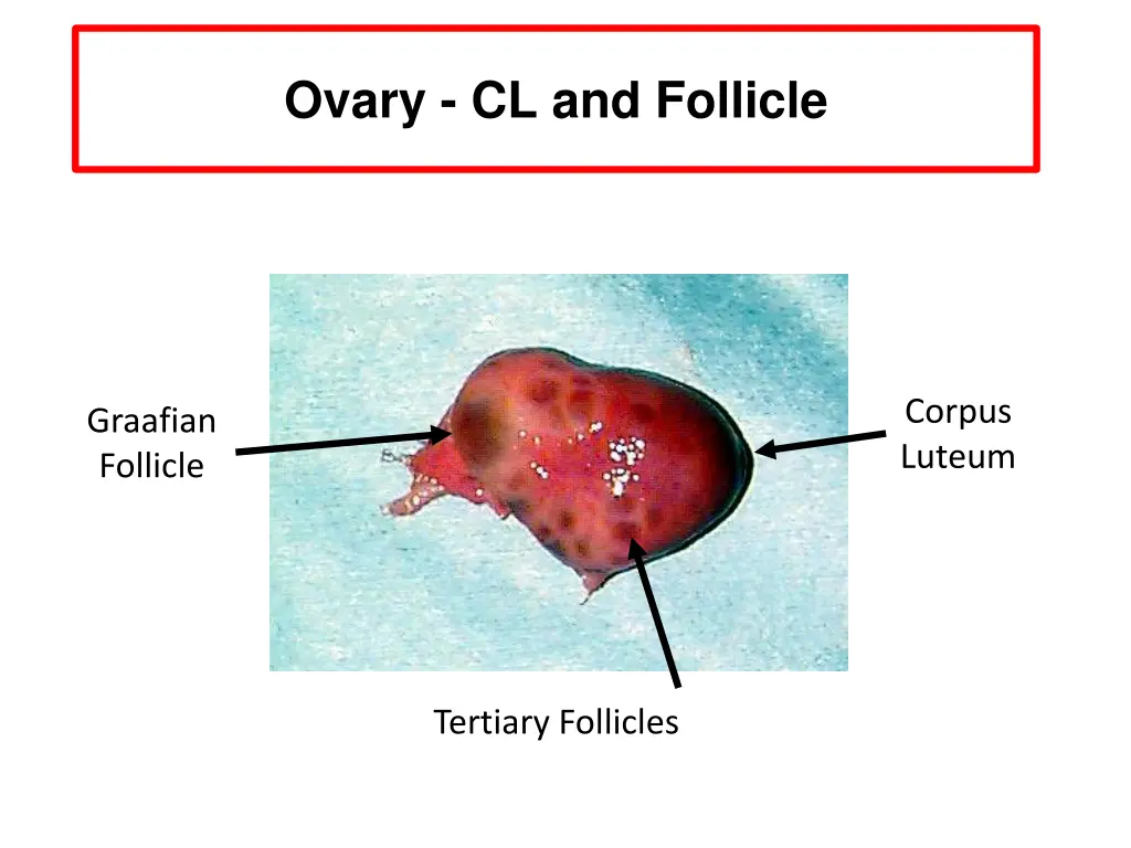 ovary cl and follicle