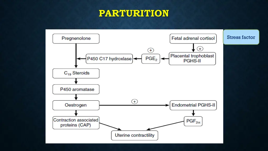 parturition