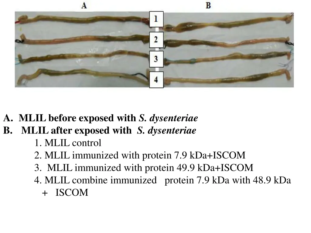 a mlilbefore exposed with s dysenteriae