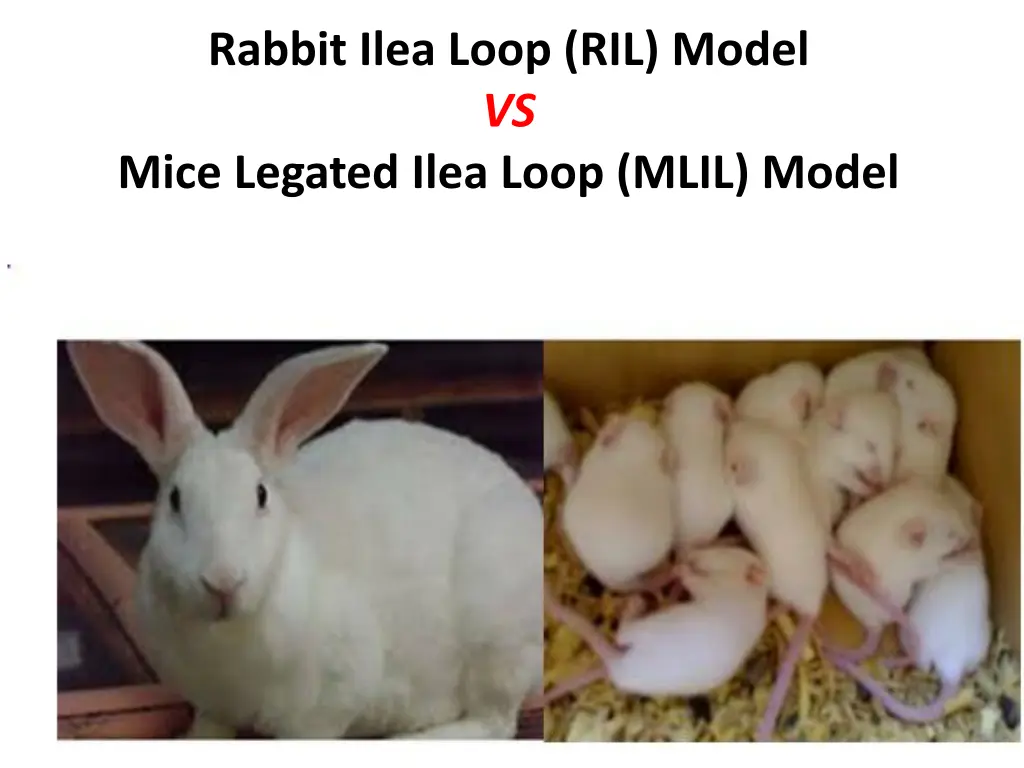 rabbit ilea loop ril model vs mice legated ilea