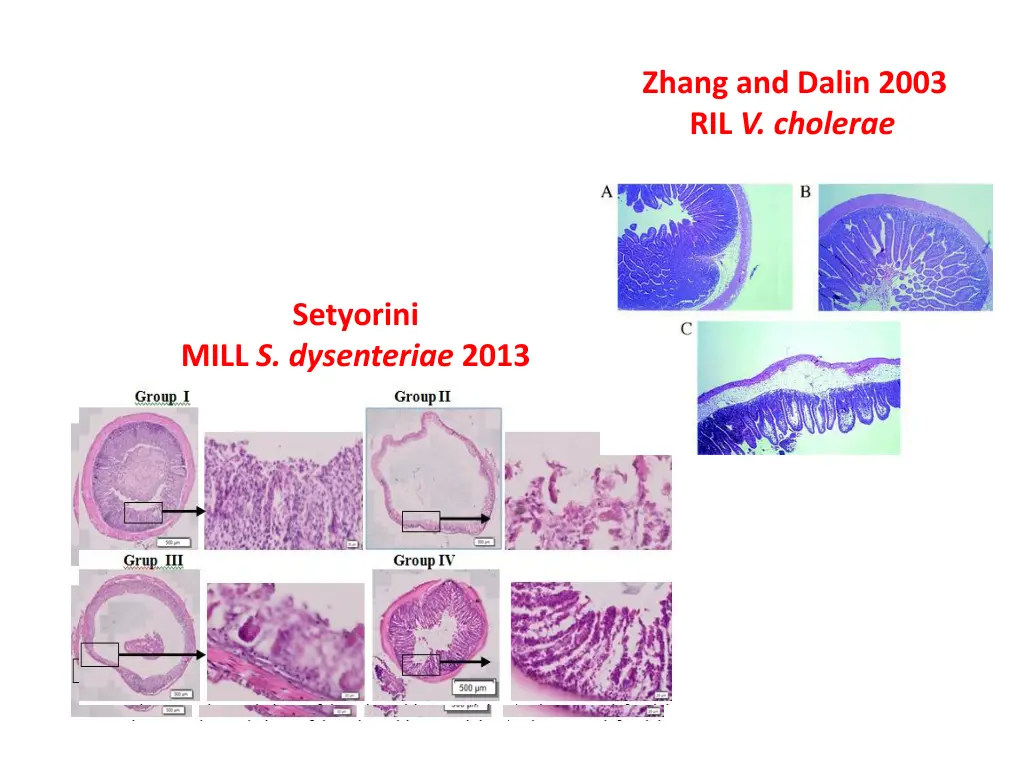 zhang and dalin 2003 ril v cholerae