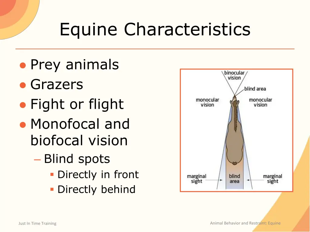 equine characteristics