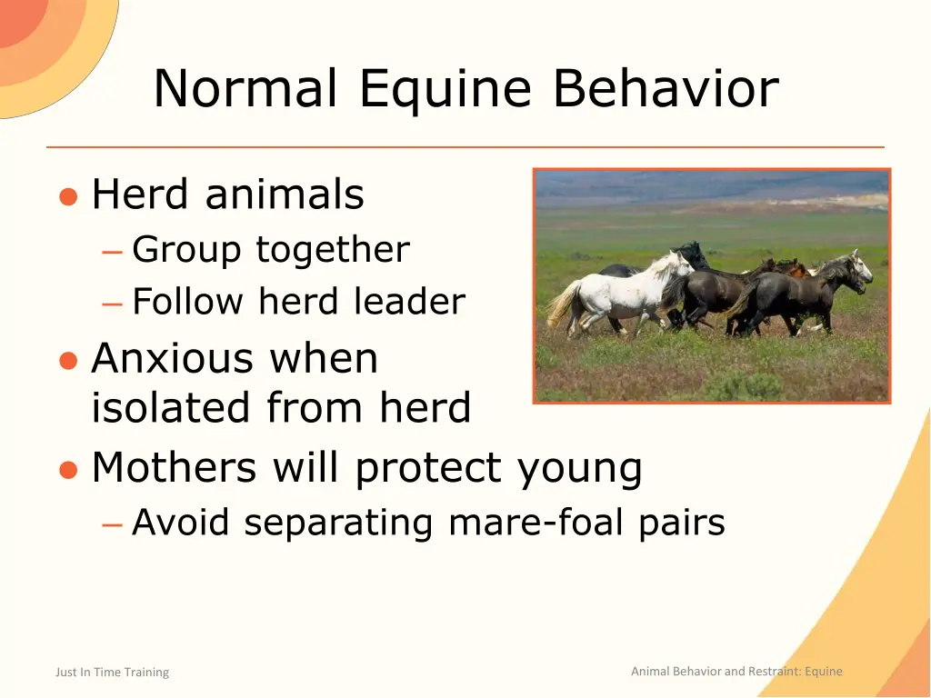 normal equine behavior