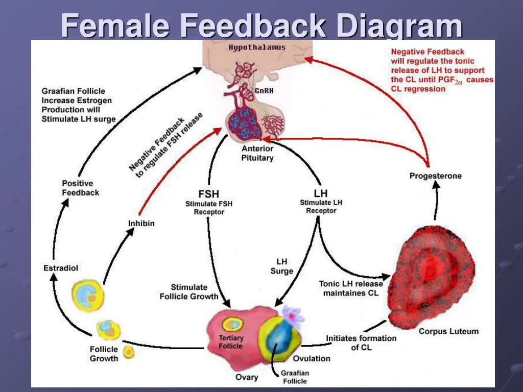 female feedback diagram