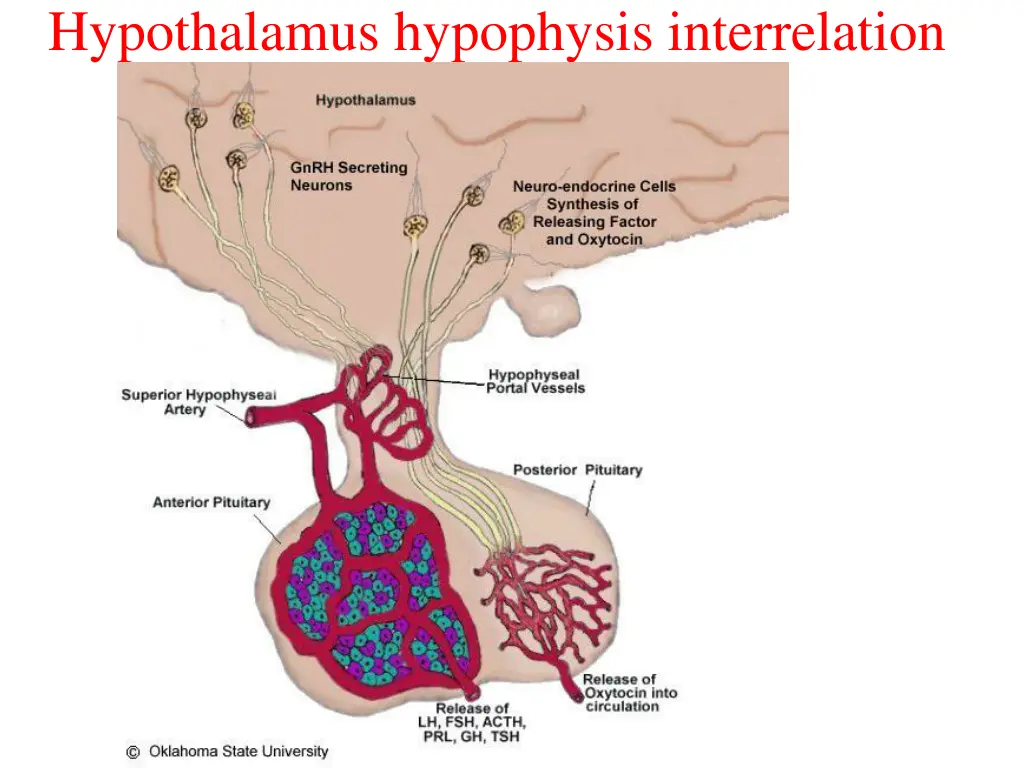 hypothalamus hypophysis interrelation