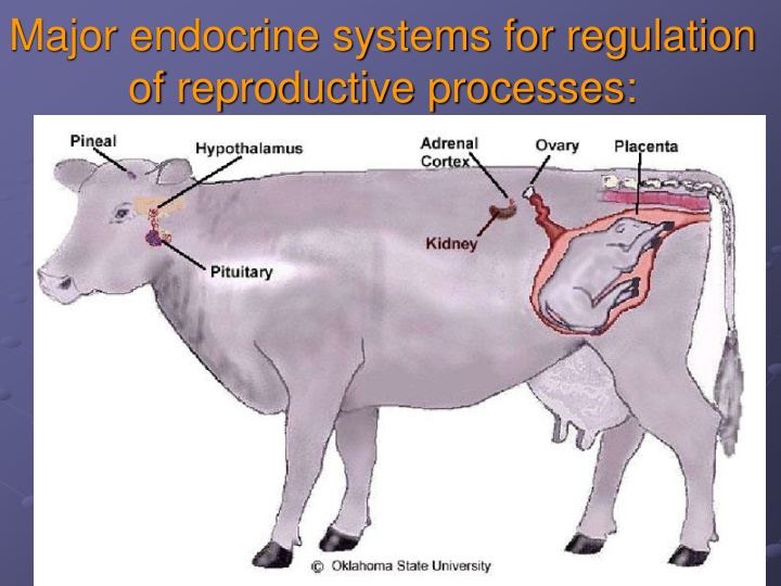 major endocrine systems for regulation