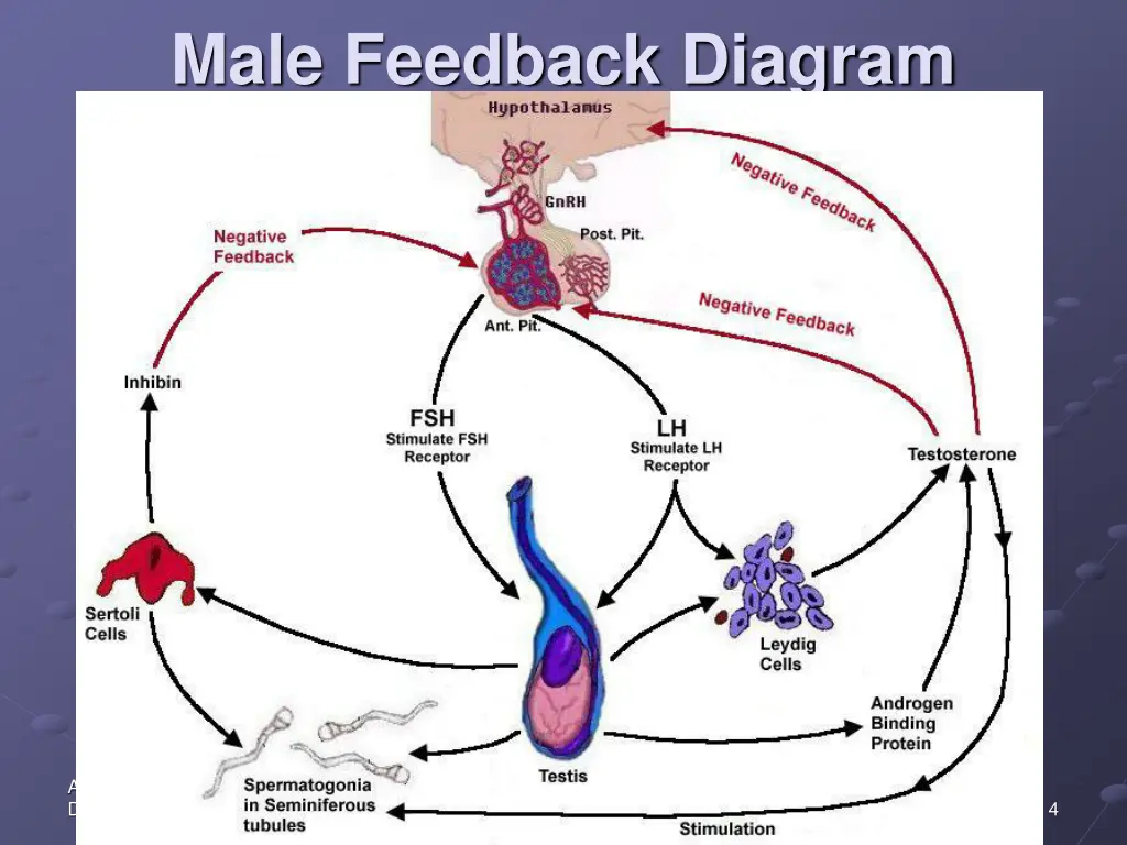 male feedback diagram