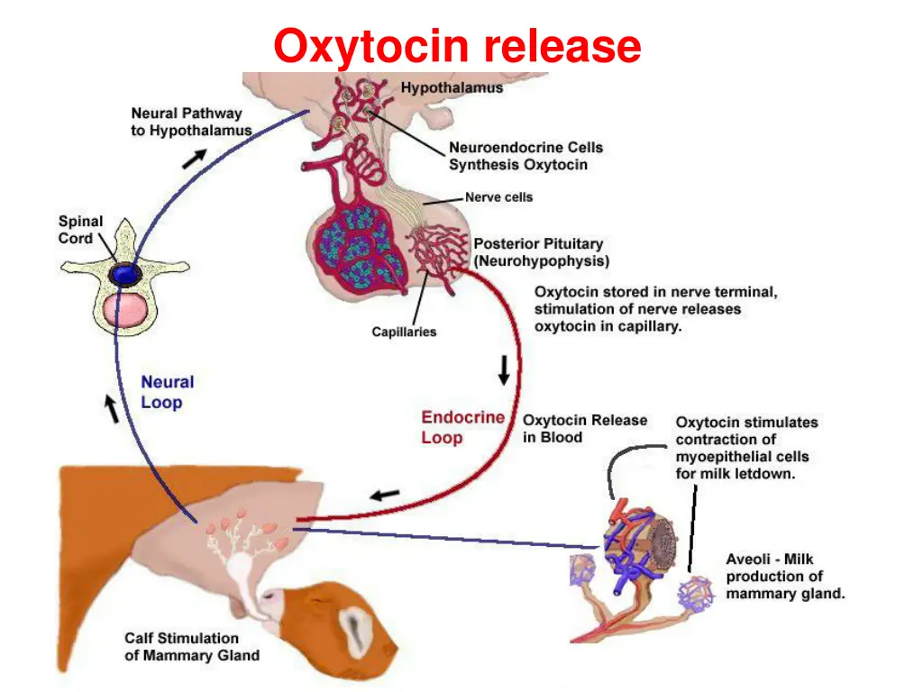 oxytocin release