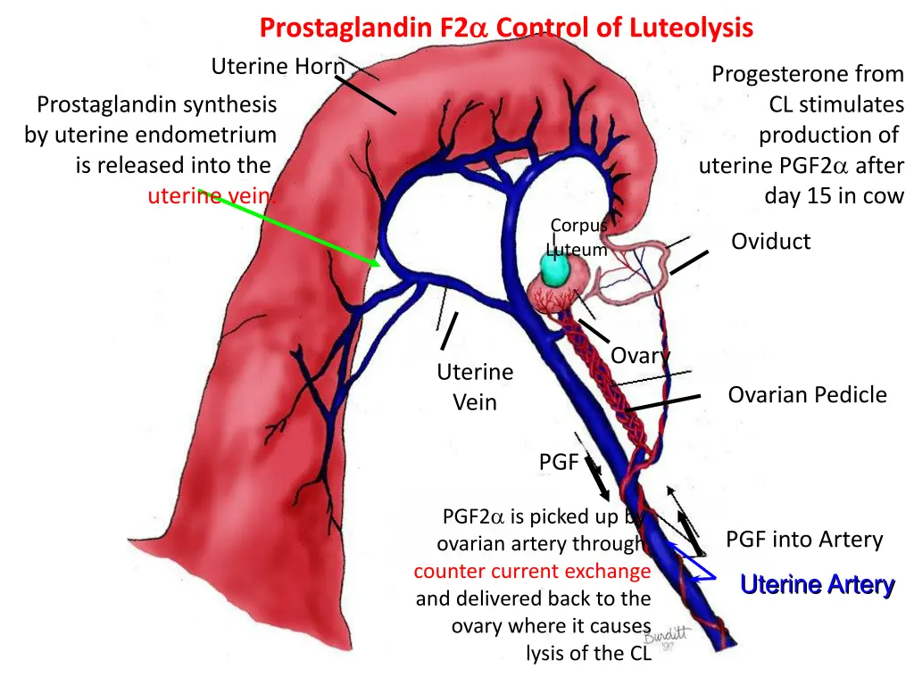 prostaglandin f2 control of luteolysis uterine