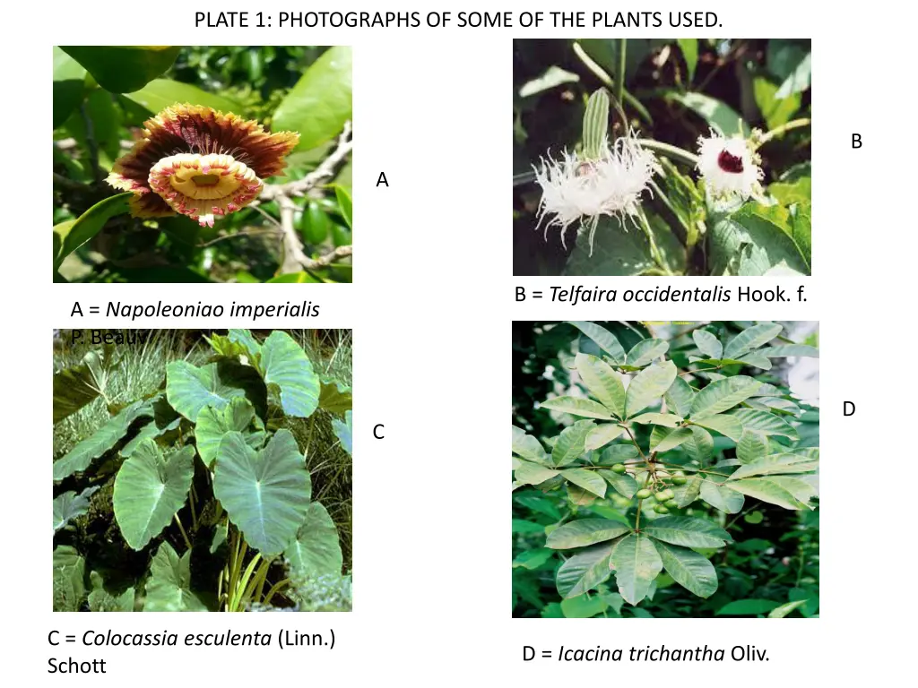 plate 1 photographs of some of the plants used