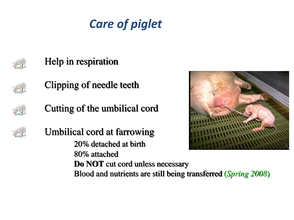 care of piglet