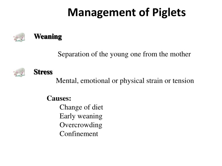 management of piglets