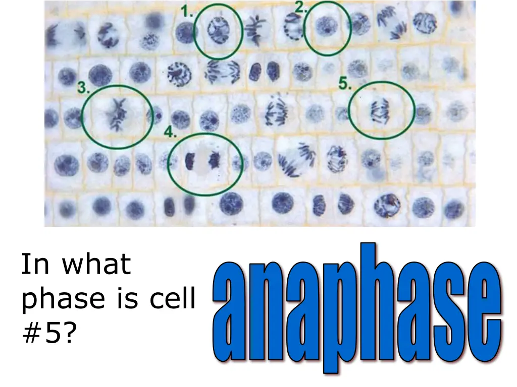 anaphase