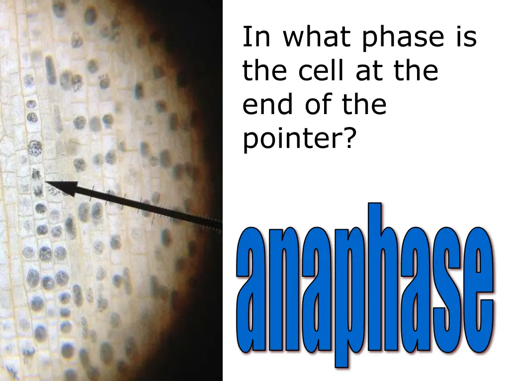 in what phase is the cell 1