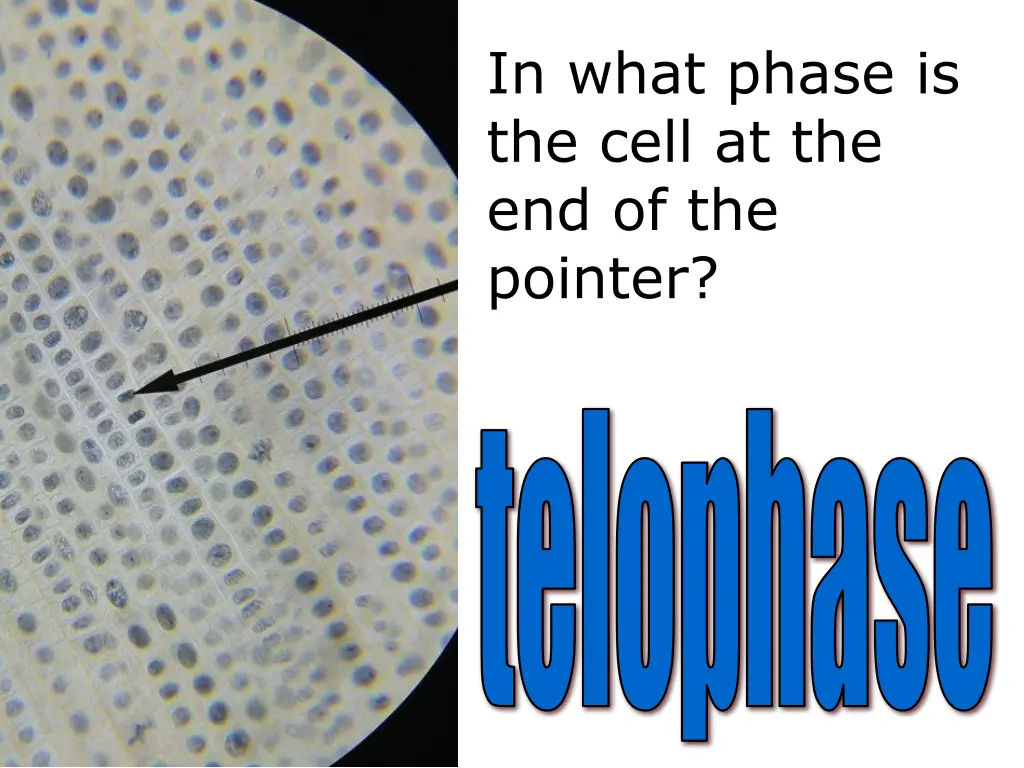 in what phase is the cell 2