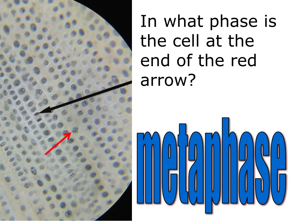 in what phase is the cell 3