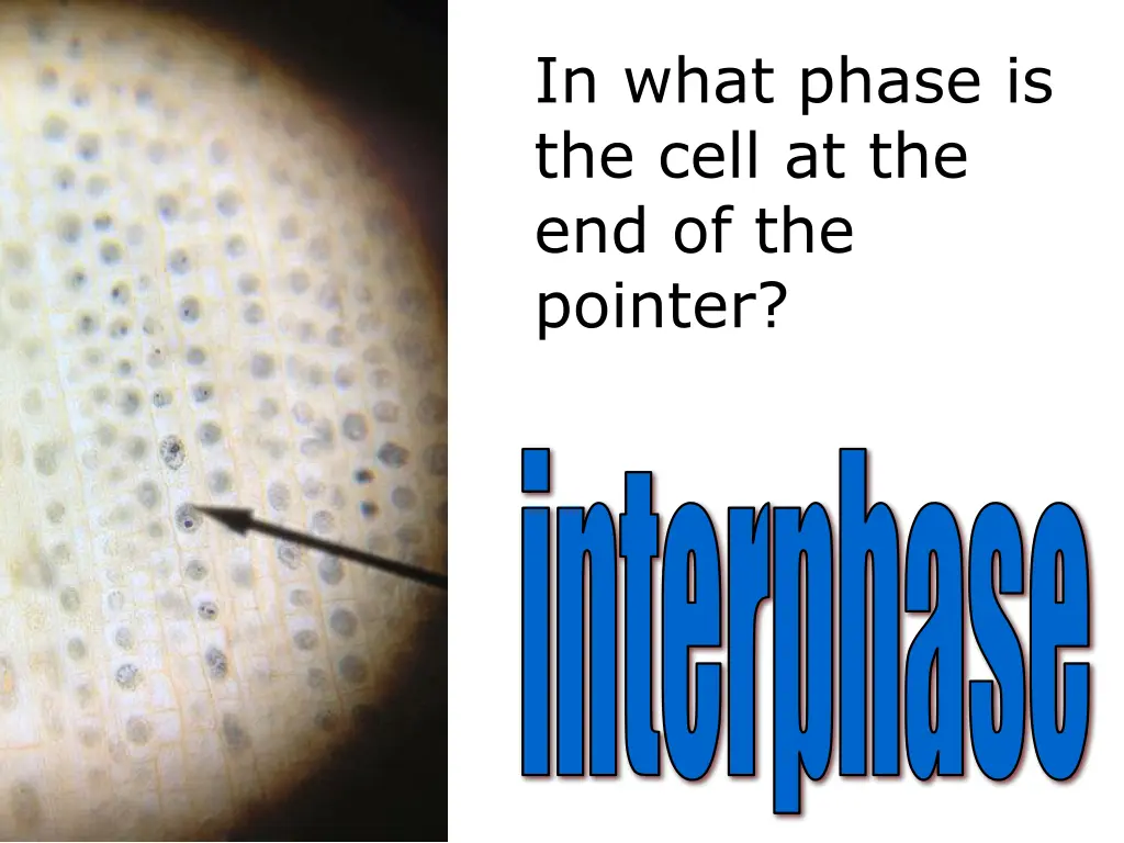 in what phase is the cell 4