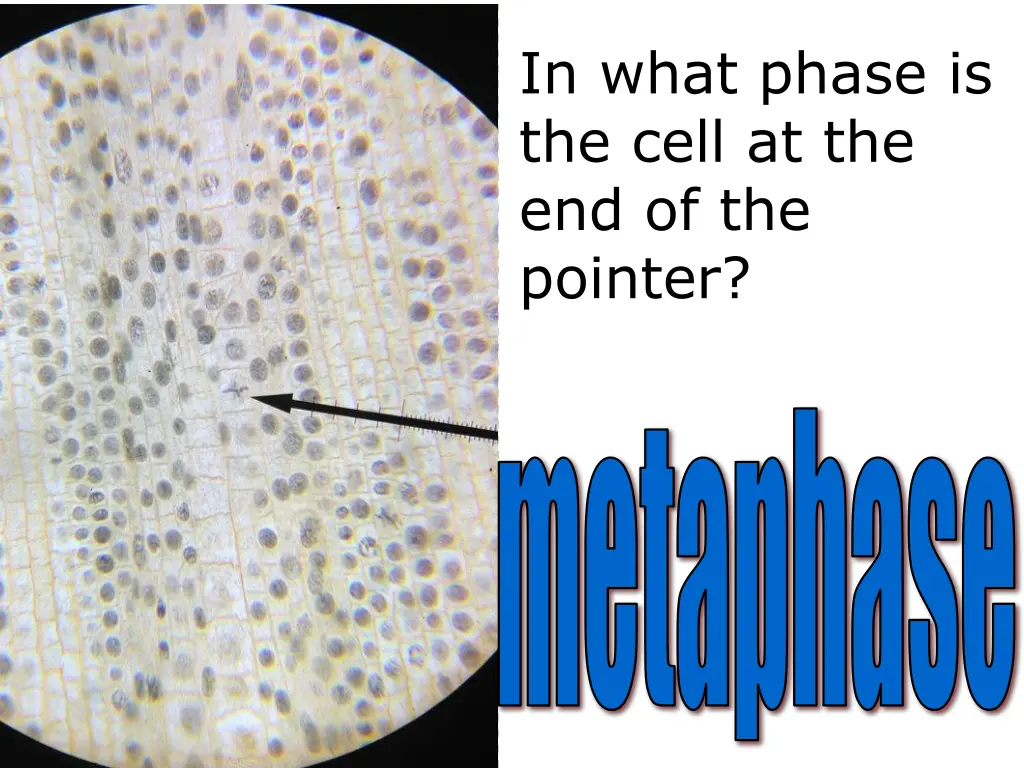 in what phase is the cell 5