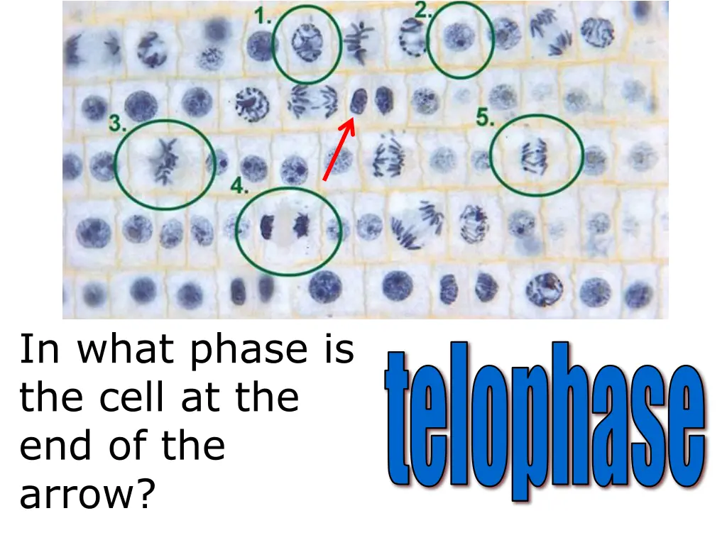 in what phase is the cell at the end of the arrow 1