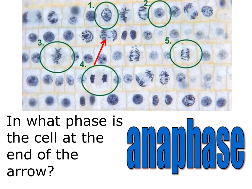 in what phase is the cell at the end of the arrow 2