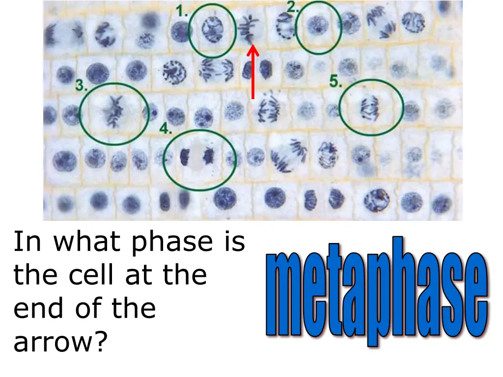 in what phase is the cell at the end of the arrow 3