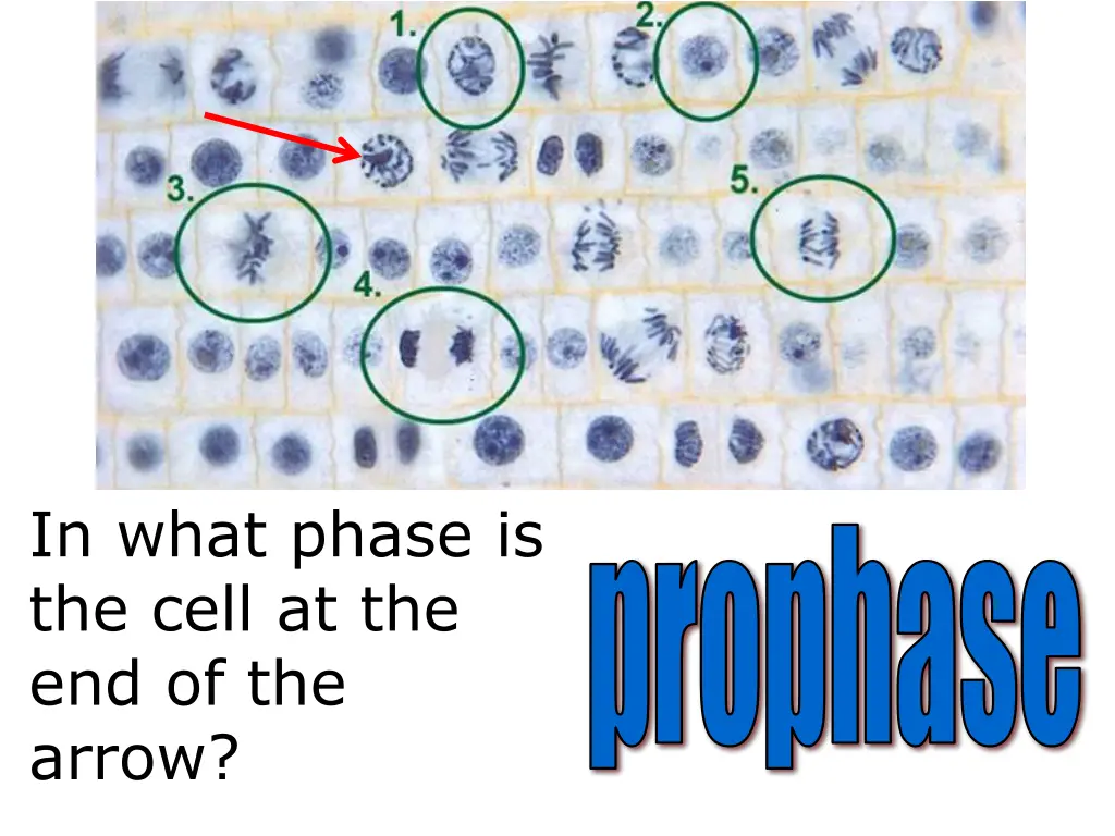 in what phase is the cell at the end of the arrow 4