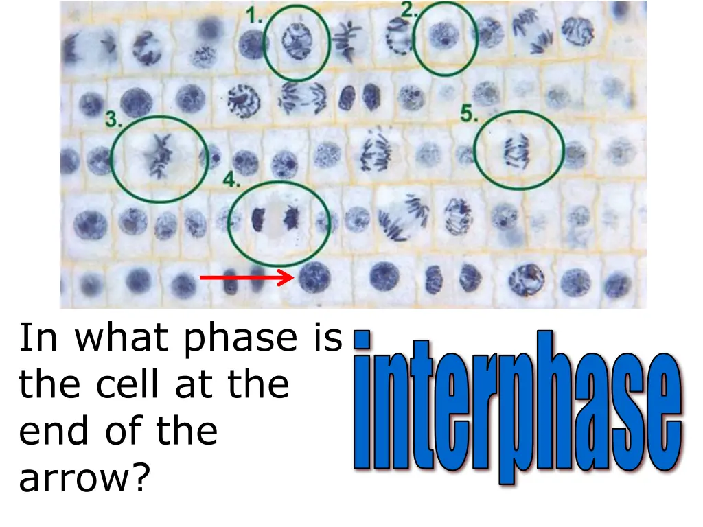 in what phase is the cell at the end of the arrow