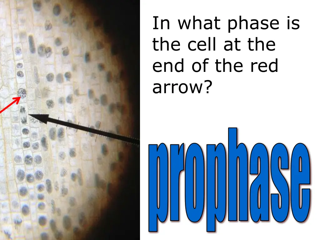 in what phase is the cell