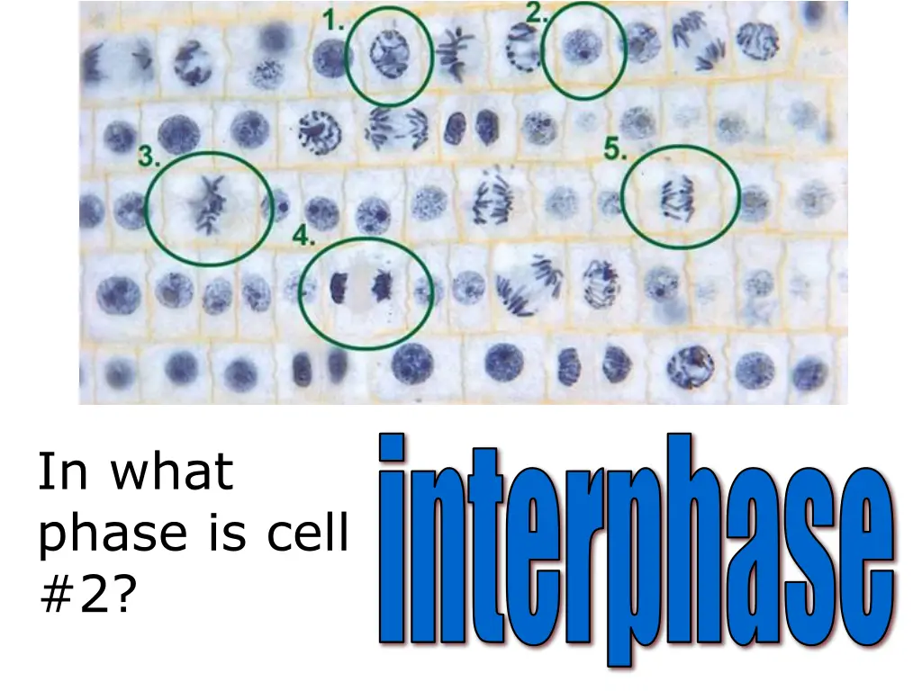 interphase