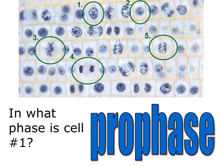 prophase