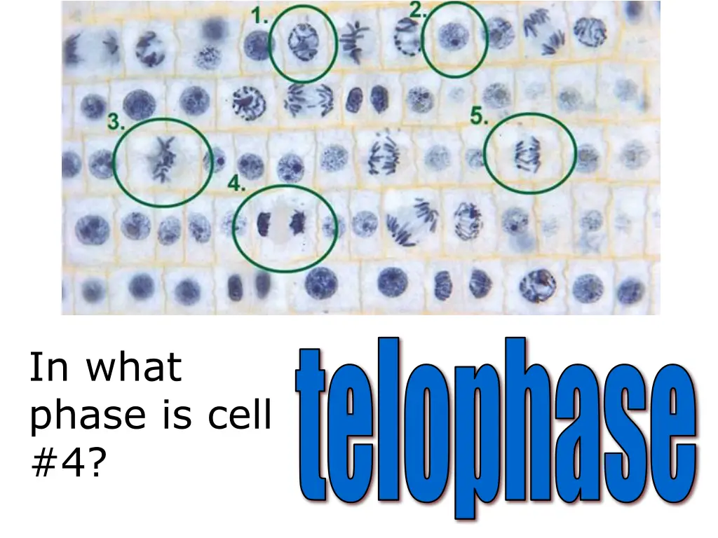 telophase