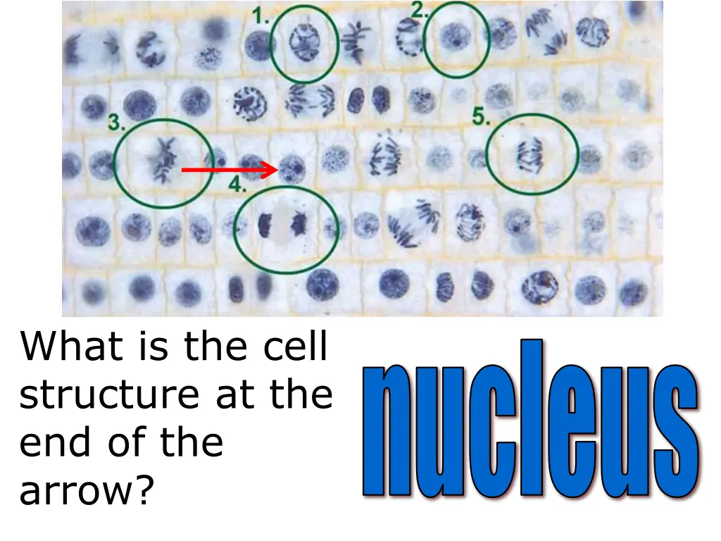 what is the cell structure at the end of the arrow